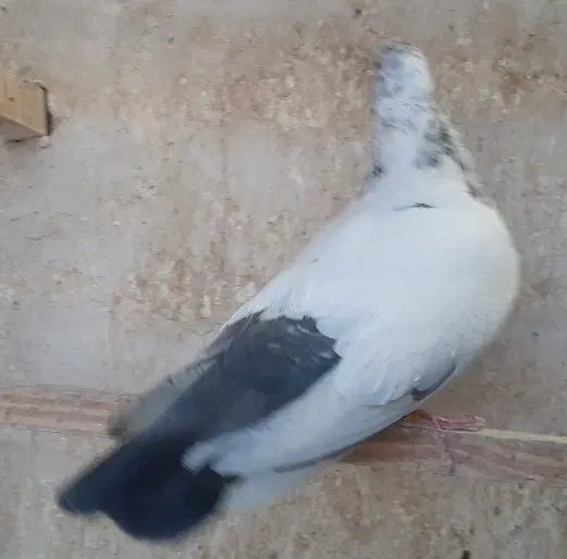 کفتر|پرنده|قم, هنرستان|دیوار