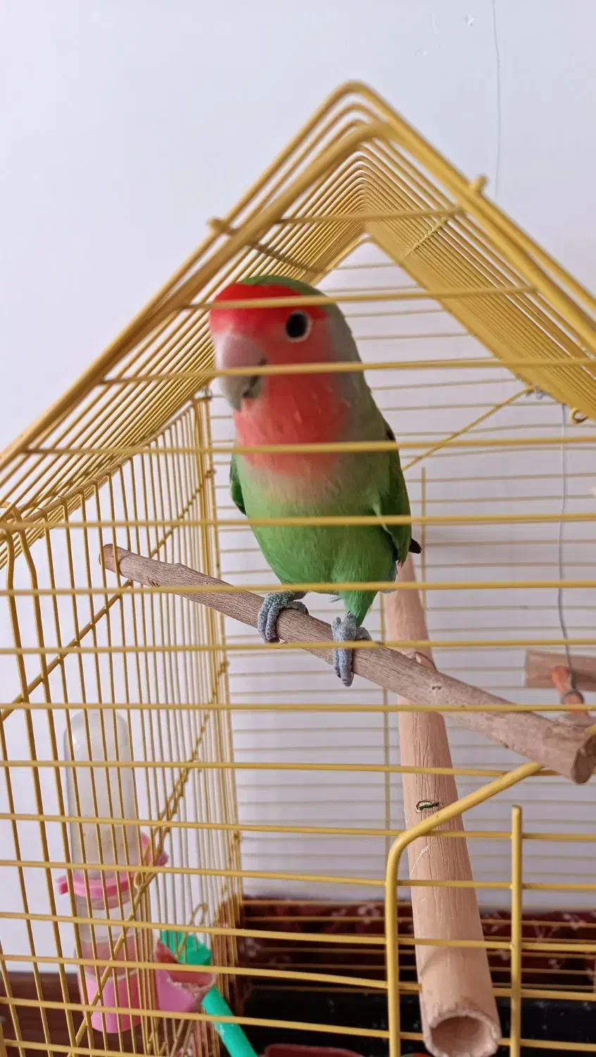 یک جفت کوتوله برزیلی|پرنده|بیرجند, |دیوار