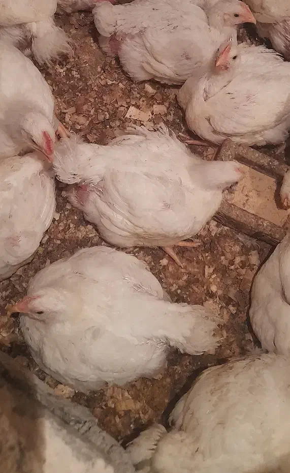 مرغ گوشتی اروگانیک|حیوانات مزرعه|شفت, |دیوار