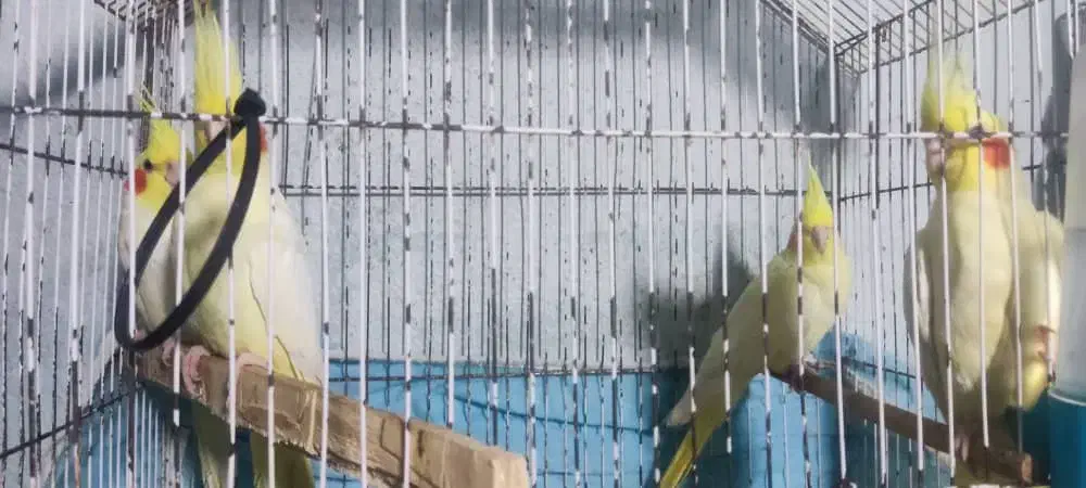 عروس هلندی|پرنده|بندر ماهشهر, |دیوار