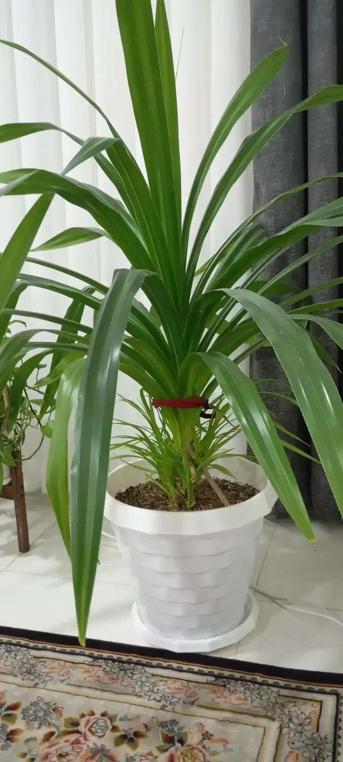 گل پاندانوس|گل و گیاه طبیعی|تربتحیدریه, کلاته توکلی|دیوار