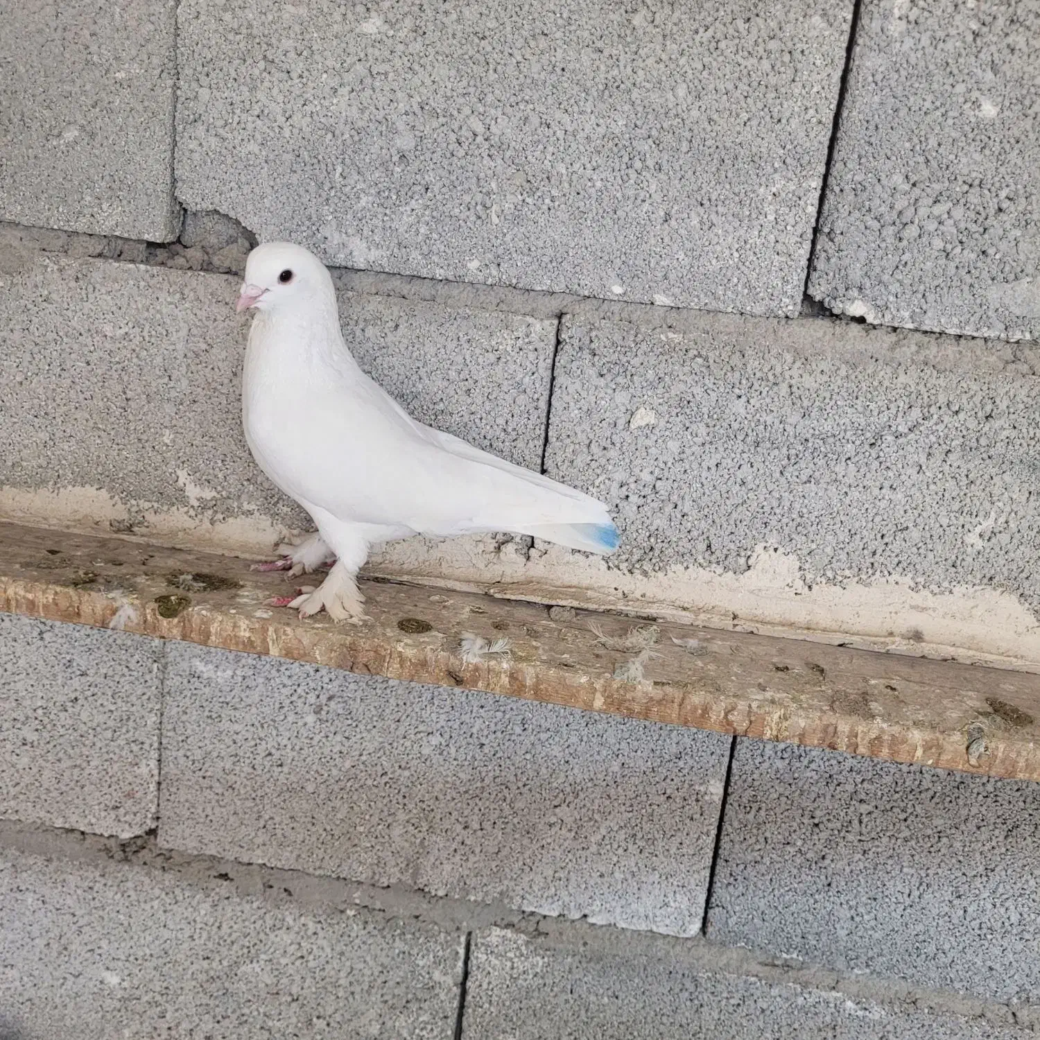 کبوتر|پرنده|خسروشاه, |دیوار