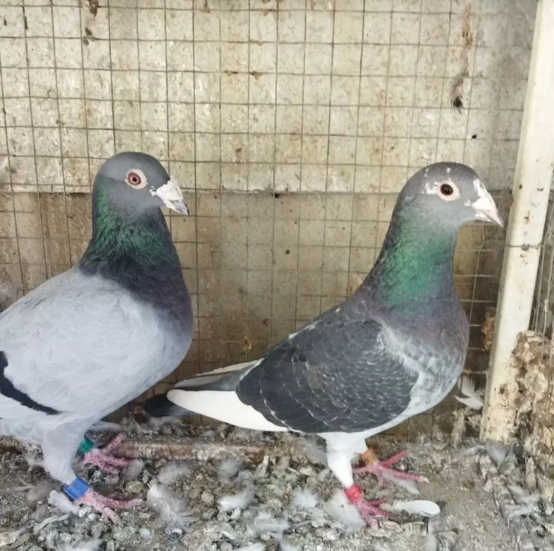 فروش جفت مسافتی از پدر مادر نشسته|پرنده|شیراز, تندگویان|دیوار
