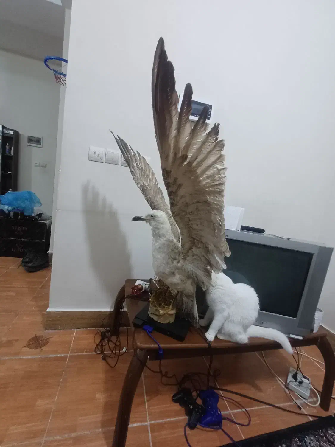 دکوری پرنده|مجسمه، تندیس، ماکت|ماهدشت, |دیوار