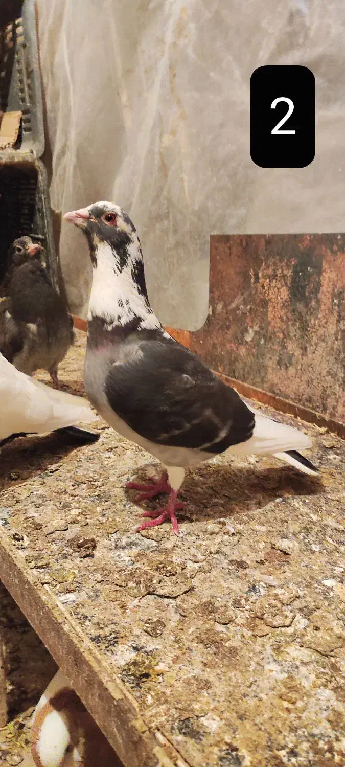 فروش کبوتر|پرنده|ملکان, |دیوار