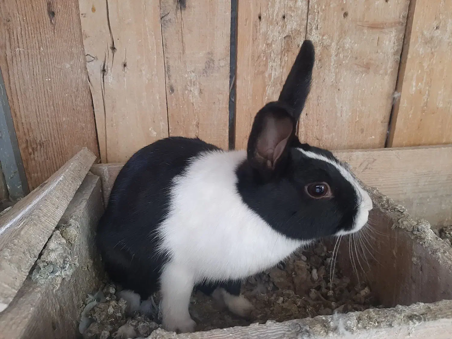 فروش خرگوش خونگی|موش و خرگوش|شاهرود, |دیوار