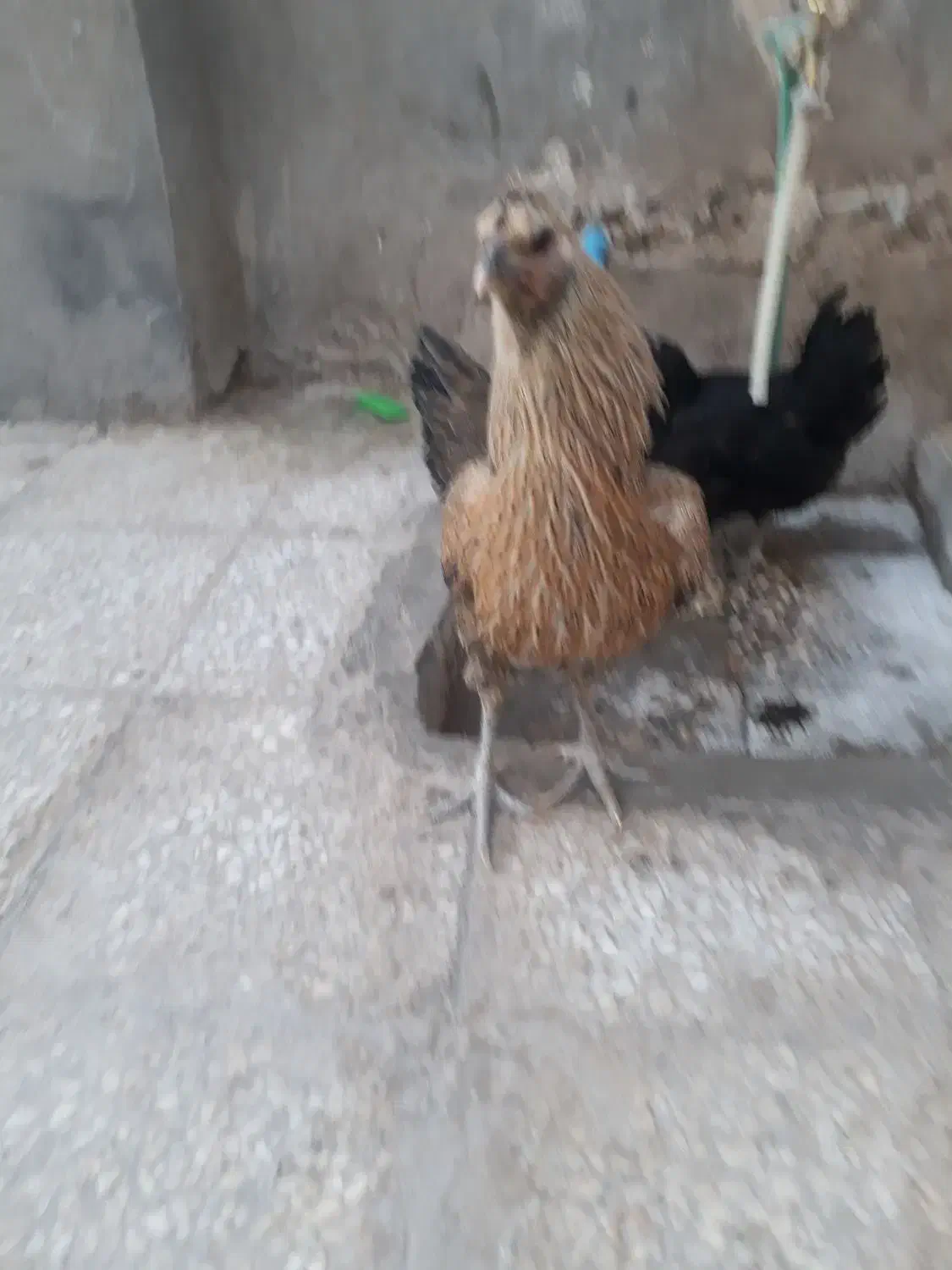 مرغ محلی دورگه|حیوانات مزرعه|میرجاوه, |دیوار