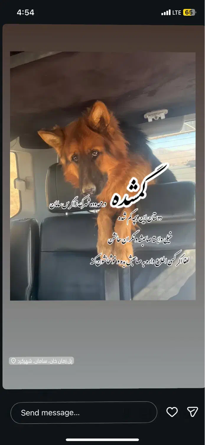 گمشده|سگ|شهرکرد, |دیوار