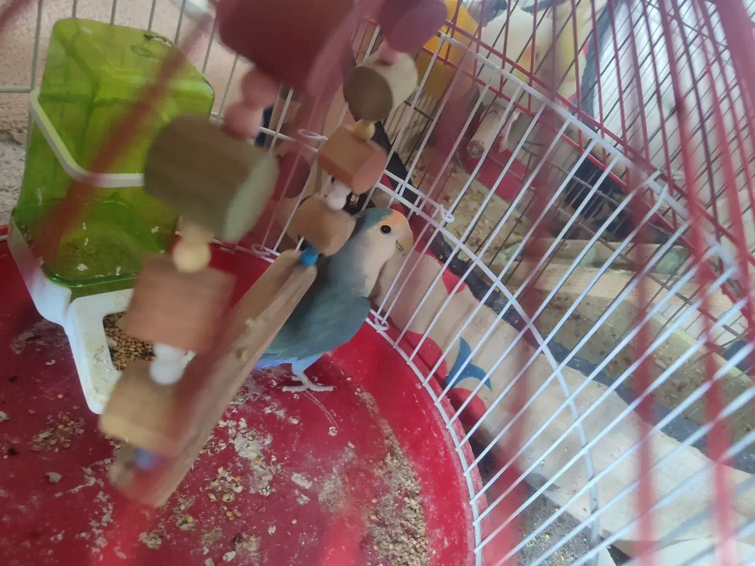 طوطی برزیلی|پرنده|رباط‌کریم, نصیرشهر|دیوار