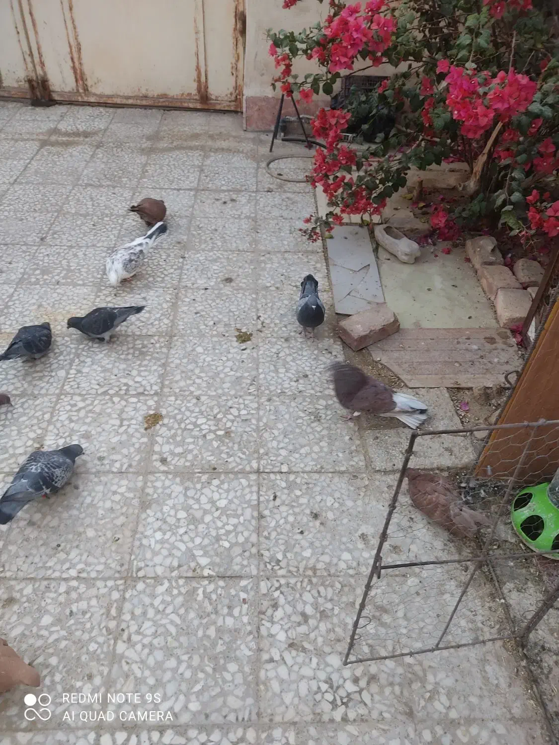 کبوتر|پرنده|آهوران, |دیوار