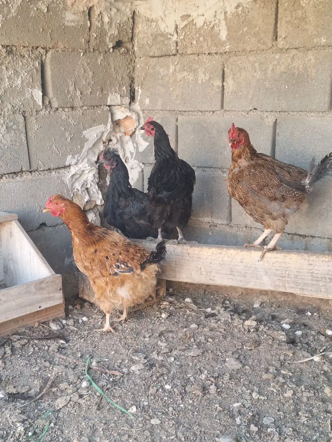 مرغ تخم گذار|حیوانات مزرعه|پاکدشت, خاتون آباد|دیوار