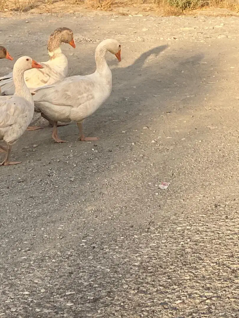 دوعددغازنرچشم ابی|حیوانات مزرعه|توکهور, |دیوار