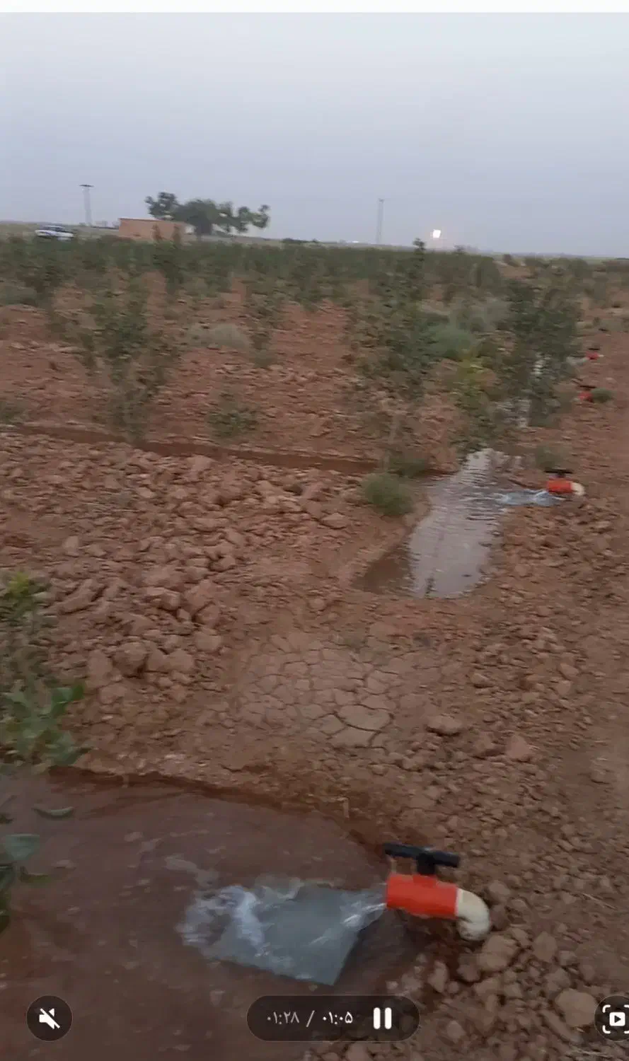 باغ پسته 5 هزار متری واقع در دولت آباد سروستان|فروش زمین و ملک کلنگی|سروستان, |دیوار