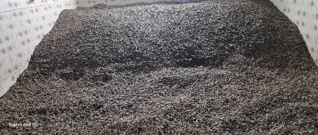 تولیدوپخش تخمه خام تفت داد تناژ|عمدهفروشی|مشهد, مهدی آباد|دیوار