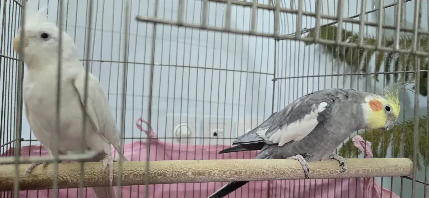 جفت عروس هلندی|پرنده|شاندیز, |دیوار