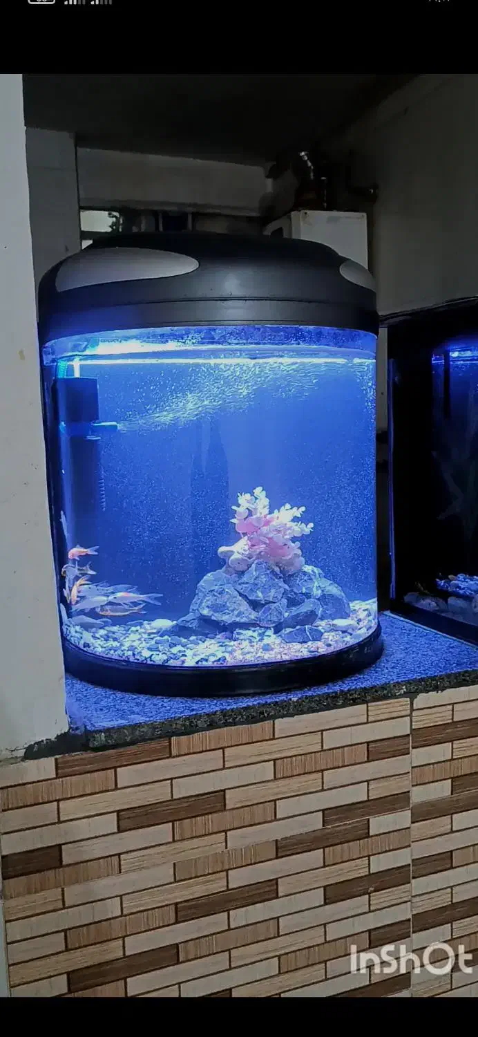 آکواریوم شرکتی تجهیزات ماهی|ماهی|مرودشت, فیروزی|دیوار