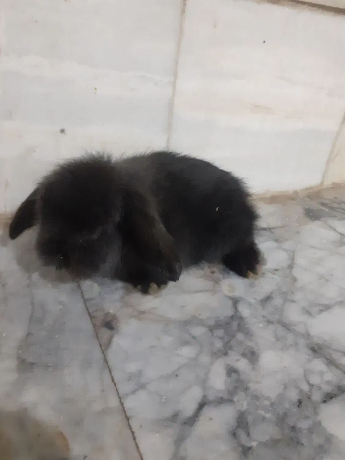 خرگوش|موش و خرگوش|کرمان, |دیوار