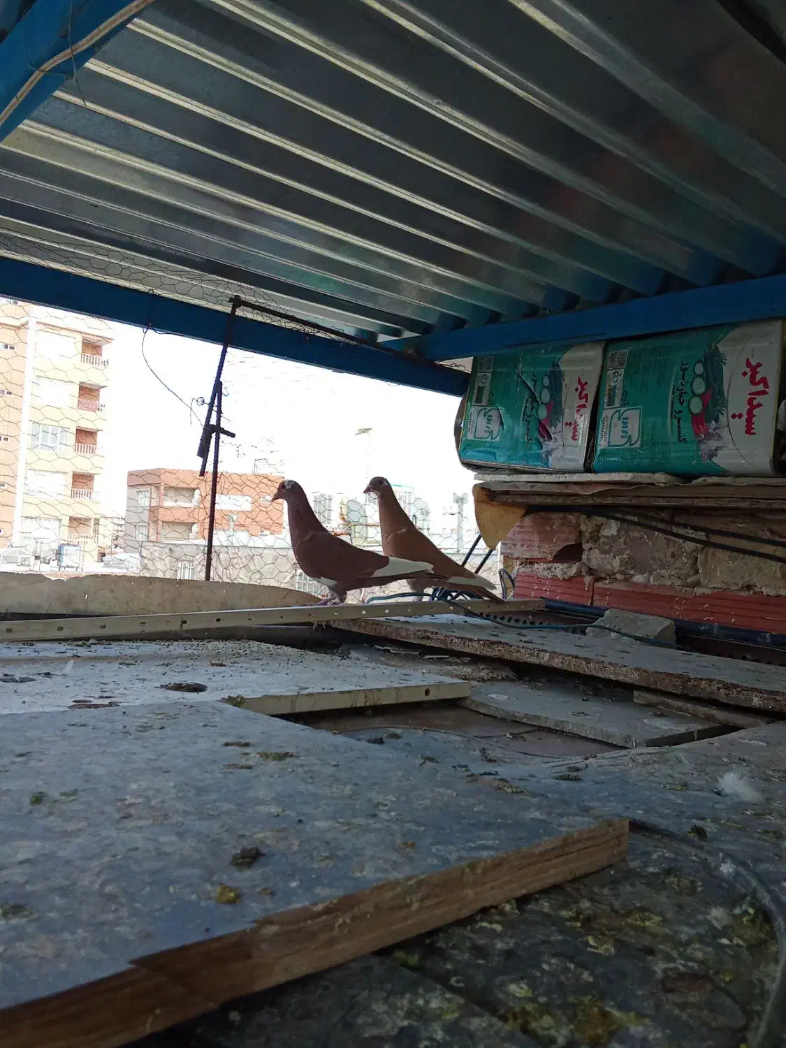 کبوتر فروشی|پرنده|کرمان, |دیوار