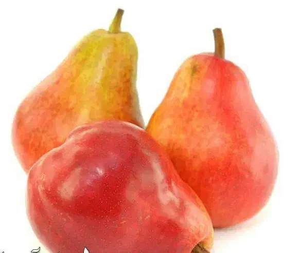 آغاز پیشفروش نهال گلابی انجو دوساله|خدمات باغبانی و درختکاری|ویسیان, |دیوار