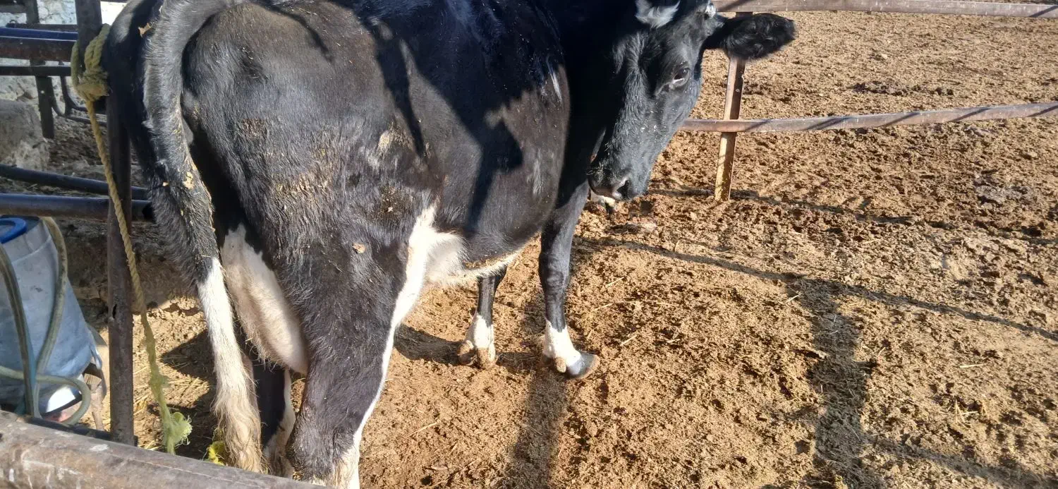 گاو شکم دوم ده‌روز تازایش|حیوانات مزرعه|زرقان, |دیوار