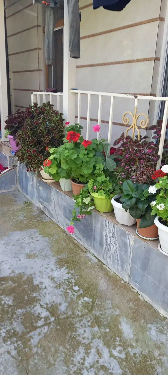 گل طبیعی|گل و گیاه طبیعی|خلخال, |دیوار