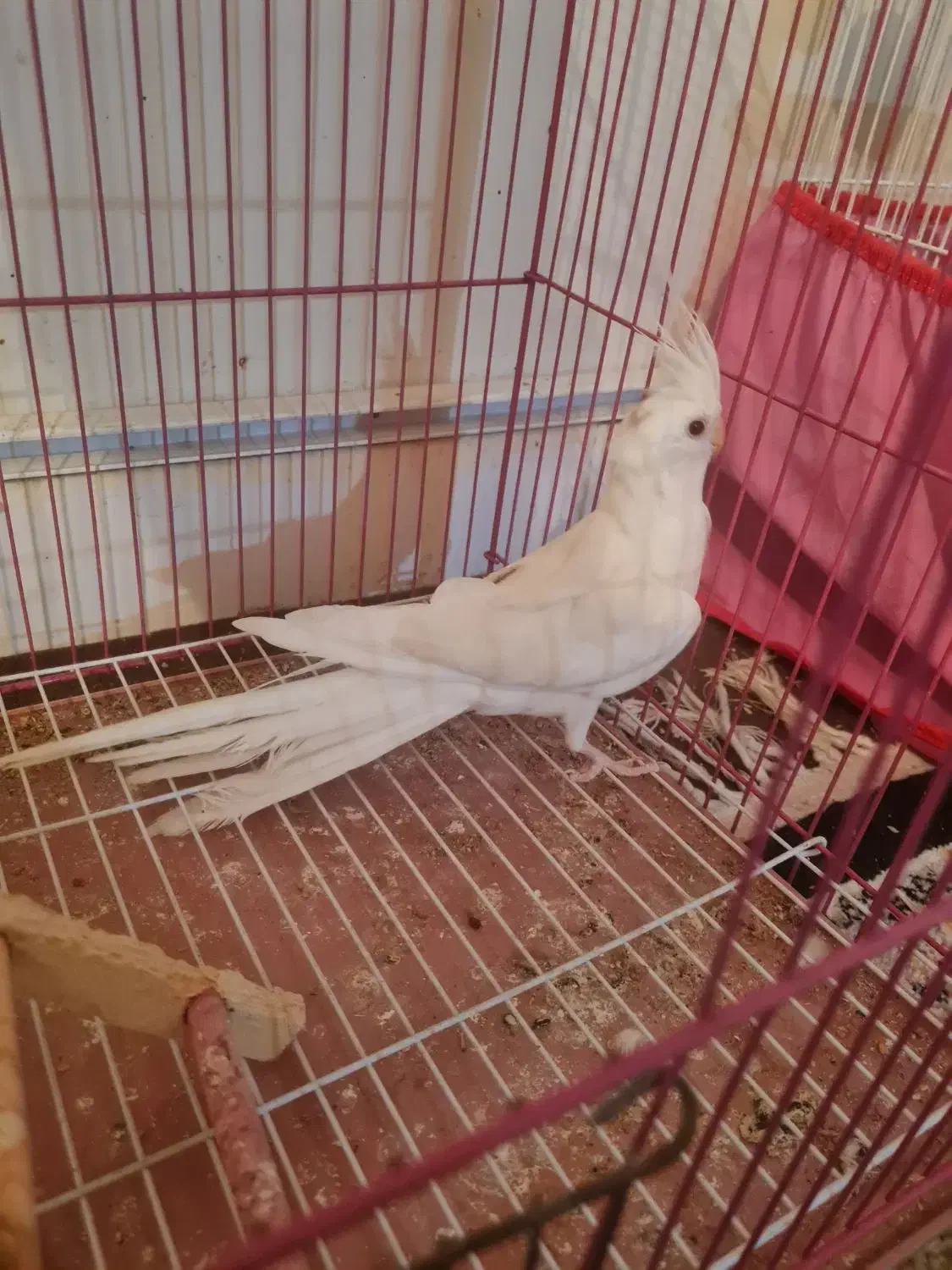 عروس هلندی نر البینو|پرنده|صدرا-فارس, فاز ۱|دیوار