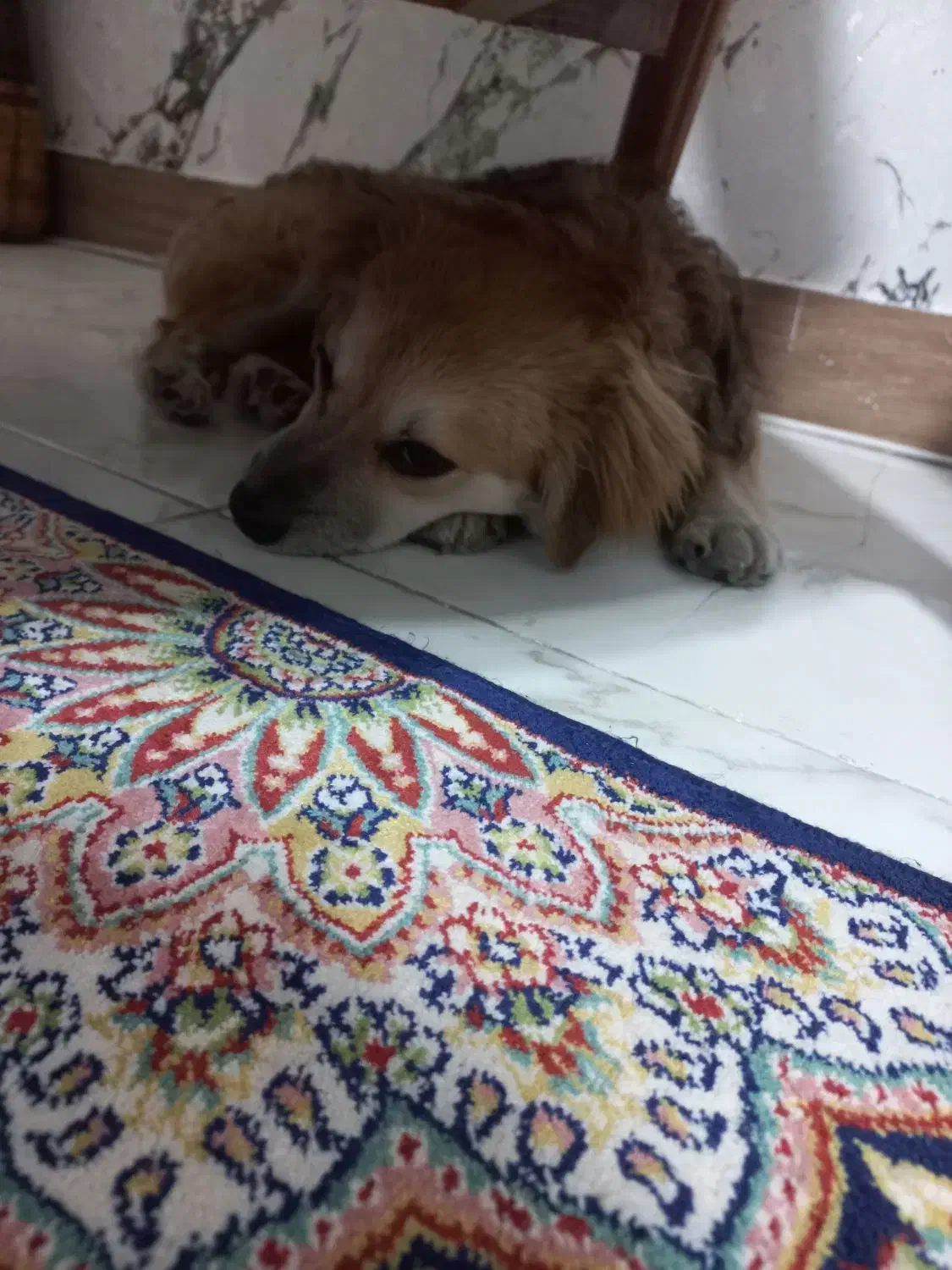 حیوان خانگی|سگ|فردیس, شهرک شهید حسینی|دیوار