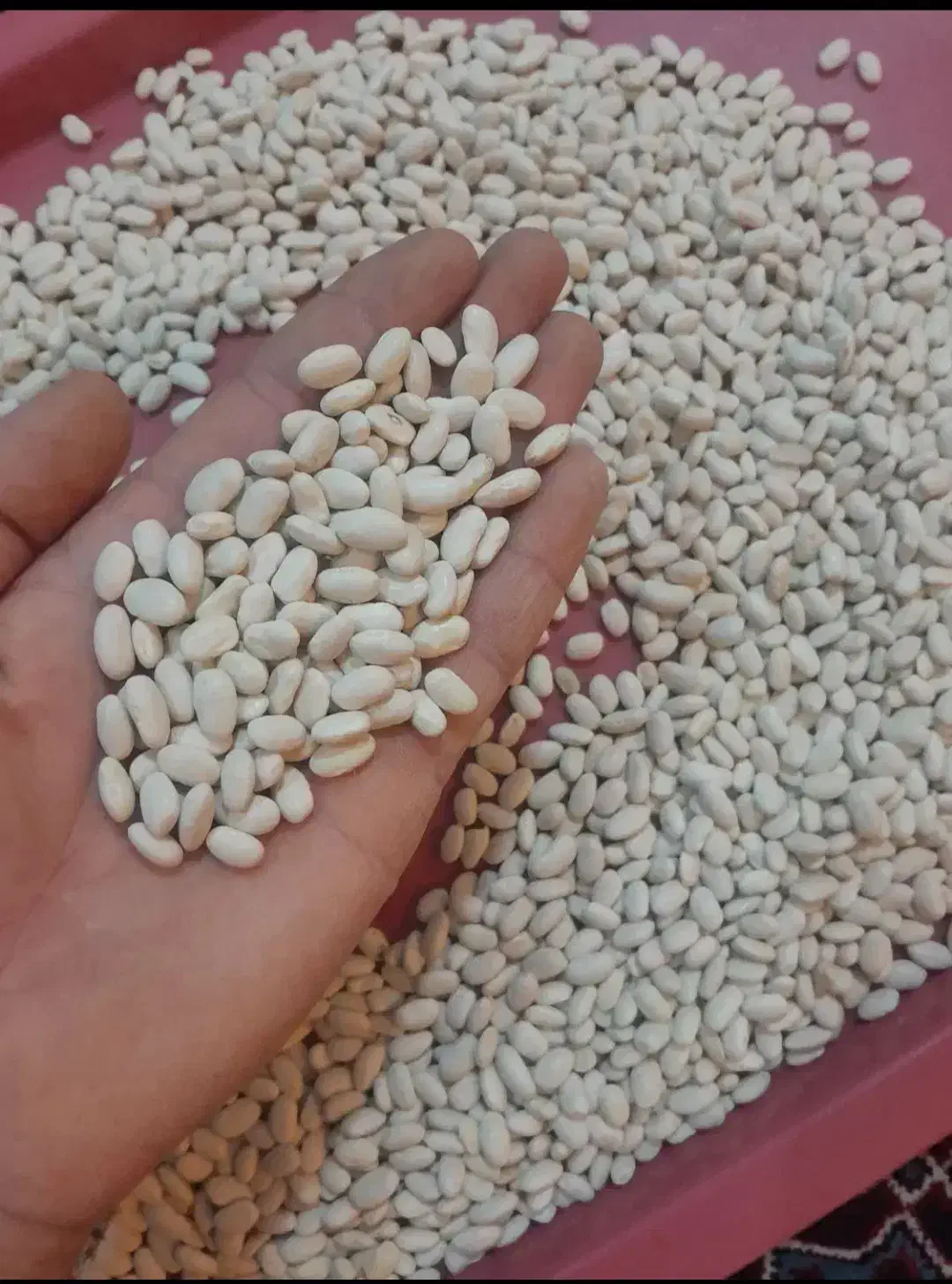 لوبیا سفید تمیز کاشت امسال|عمده‌فروشی|ری, علایین|دیوار