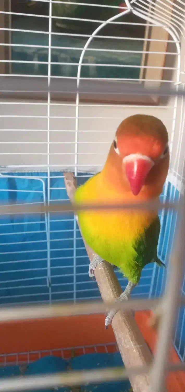 طوطی برزیلی|پرنده|مشکین‌دشت, |دیوار