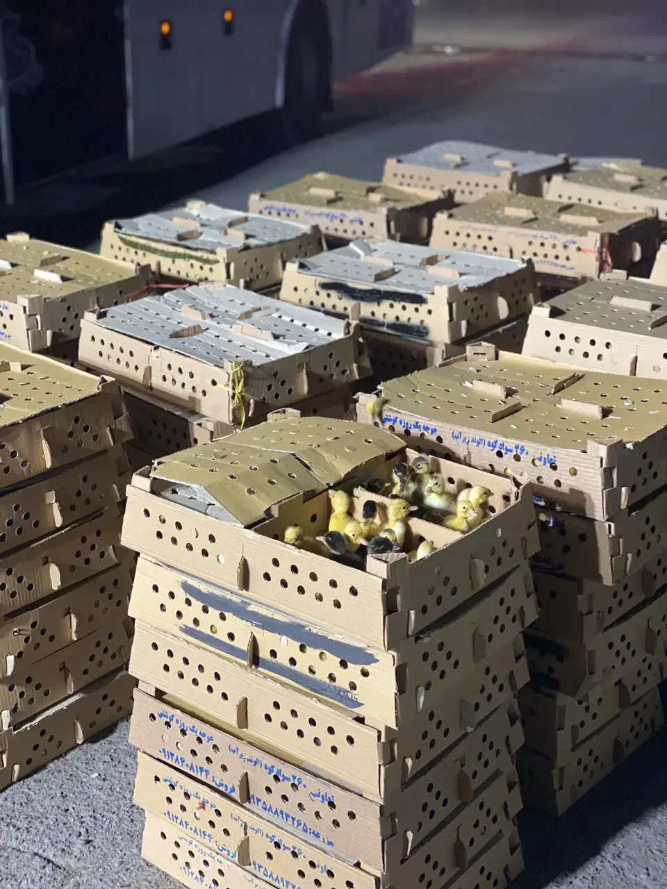 مرغابی اوردک یک روزه|حیوانات مزرعه|بندر ماهشهر, |دیوار