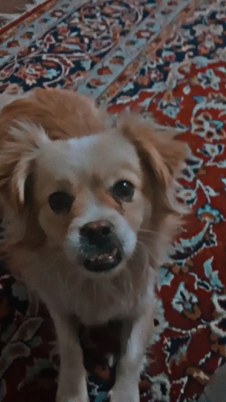 سگ پاپی خوشگل|سگ|مبارکه, |دیوار