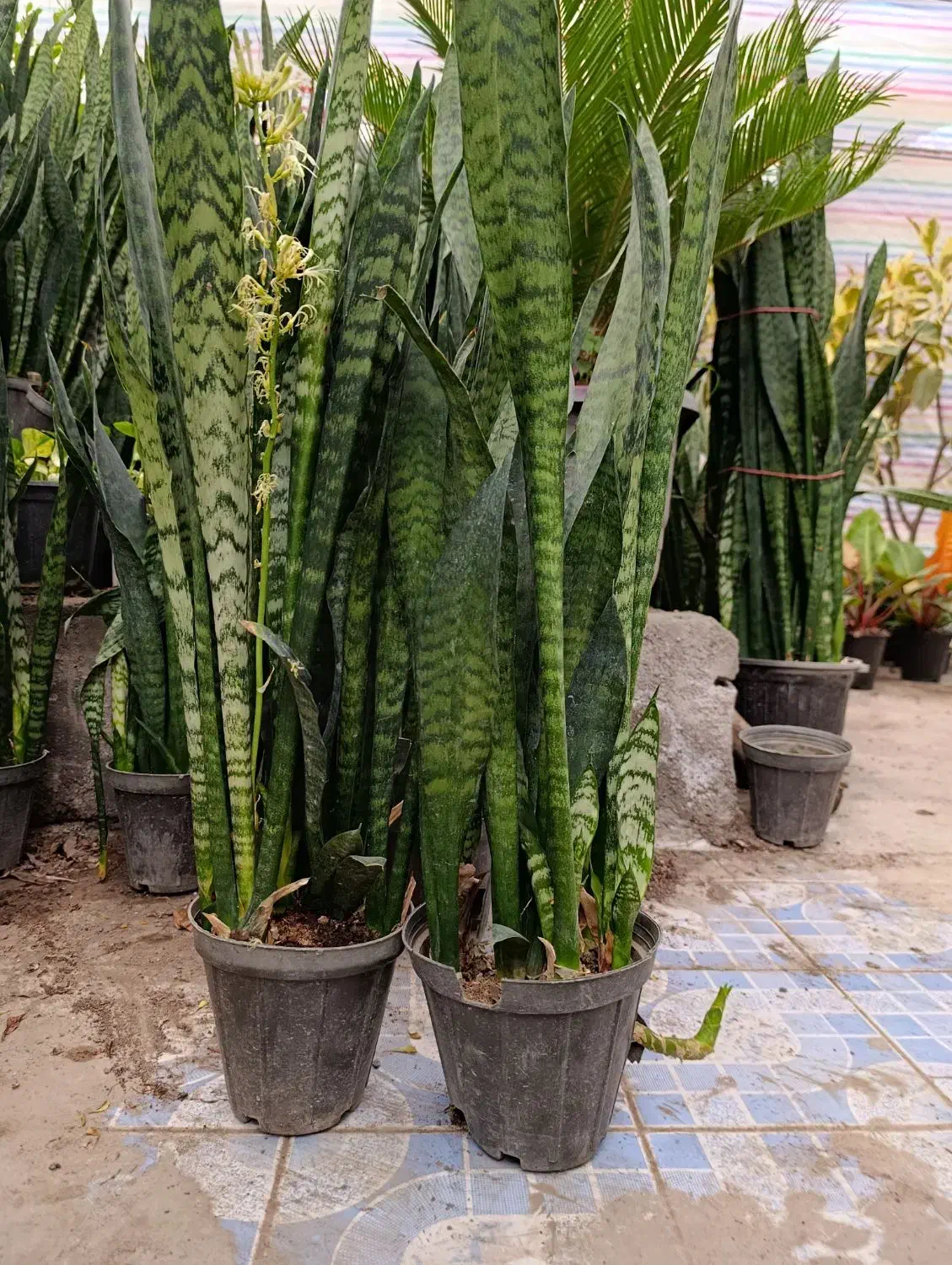 حراج واقعی سانسوریا|گل و گیاه طبیعی|مشهد, کوی المهدی|دیوار