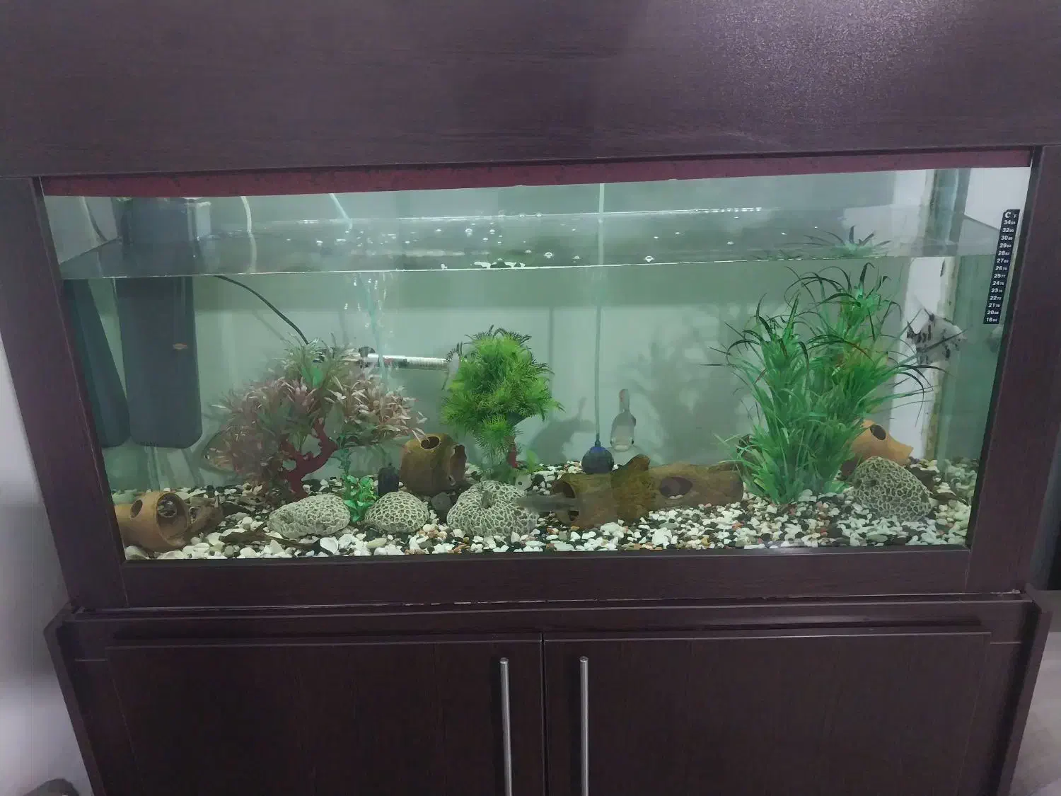 اکواریوم ماهی|ماهی|رشت, دروازه لاکان|دیوار