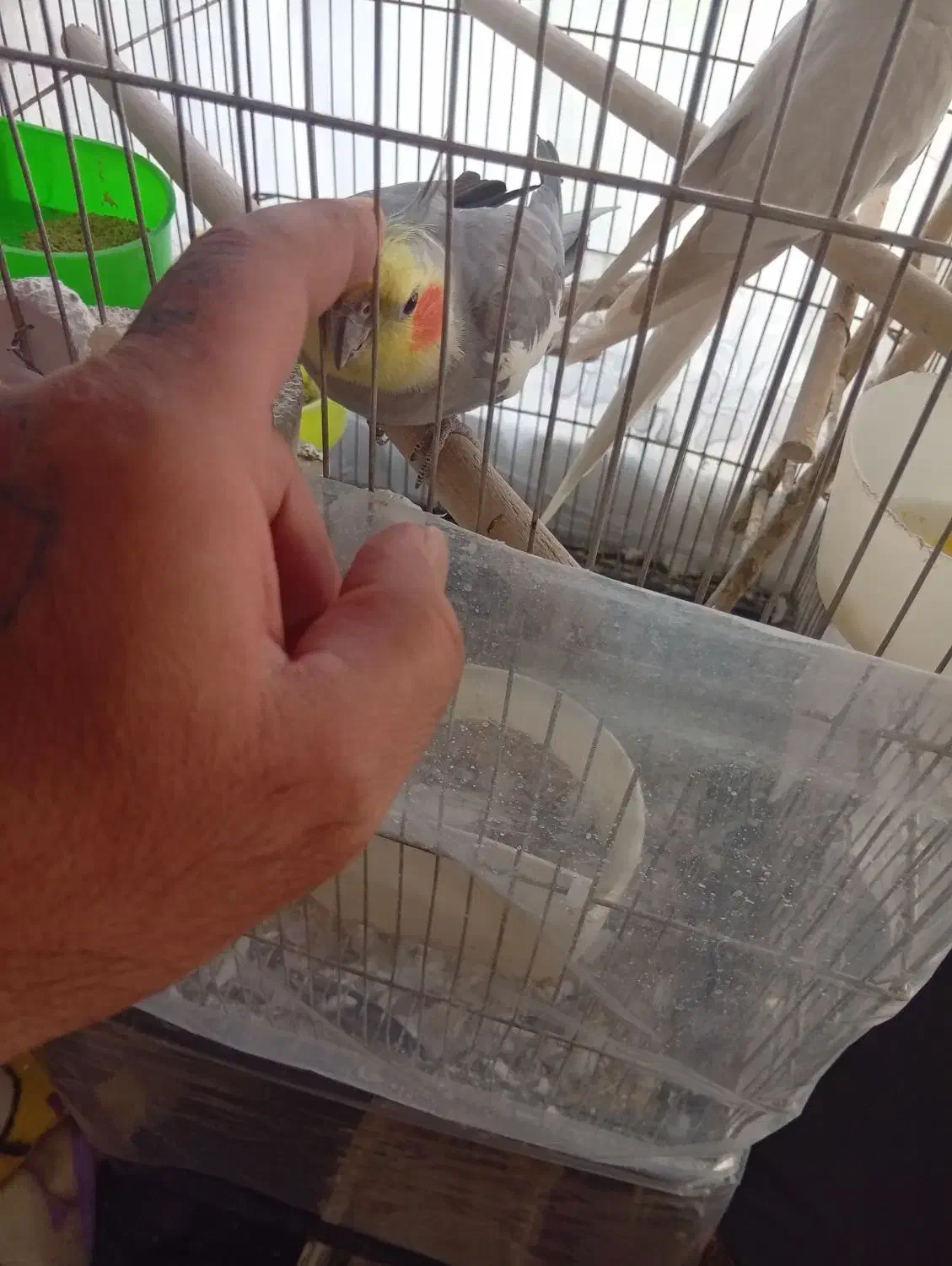 جفت عروس هلندی|پرنده|گلبهار, شهر جدید گلبهار|دیوار