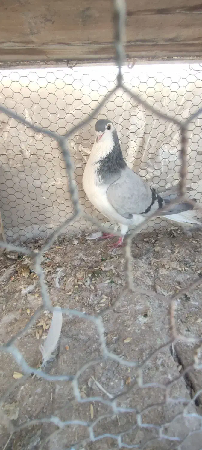 نر گچی|پرنده|اصفهان, باغ زیار|دیوار