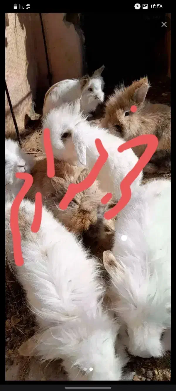 خرگوش لپ|موش و خرگوش|رفسنجان, |دیوار