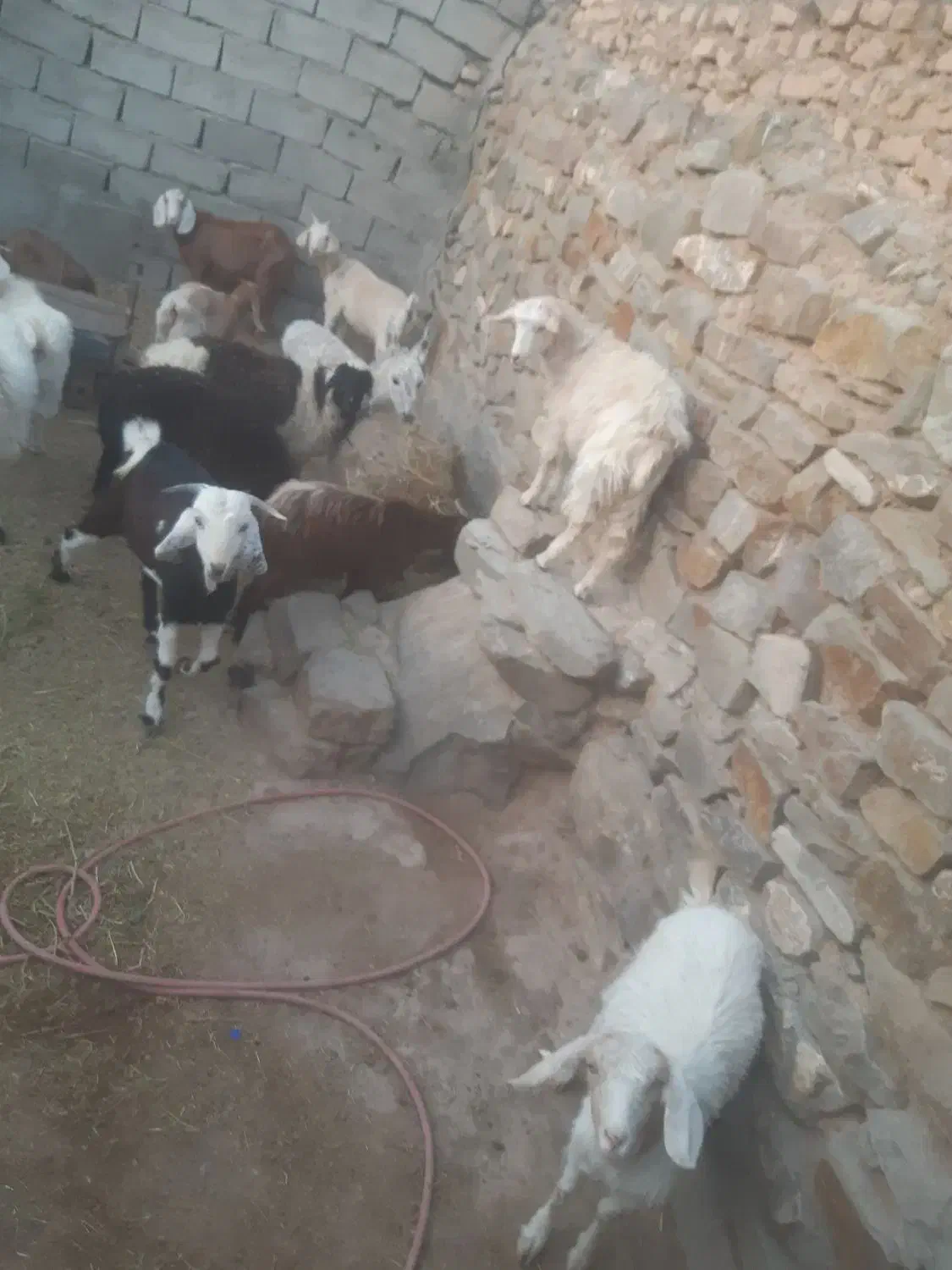 تعدادی بز و بزقاله سانن ودورگ سانن ومیش بره|حیوانات مزرعه|بیرجند, |دیوار