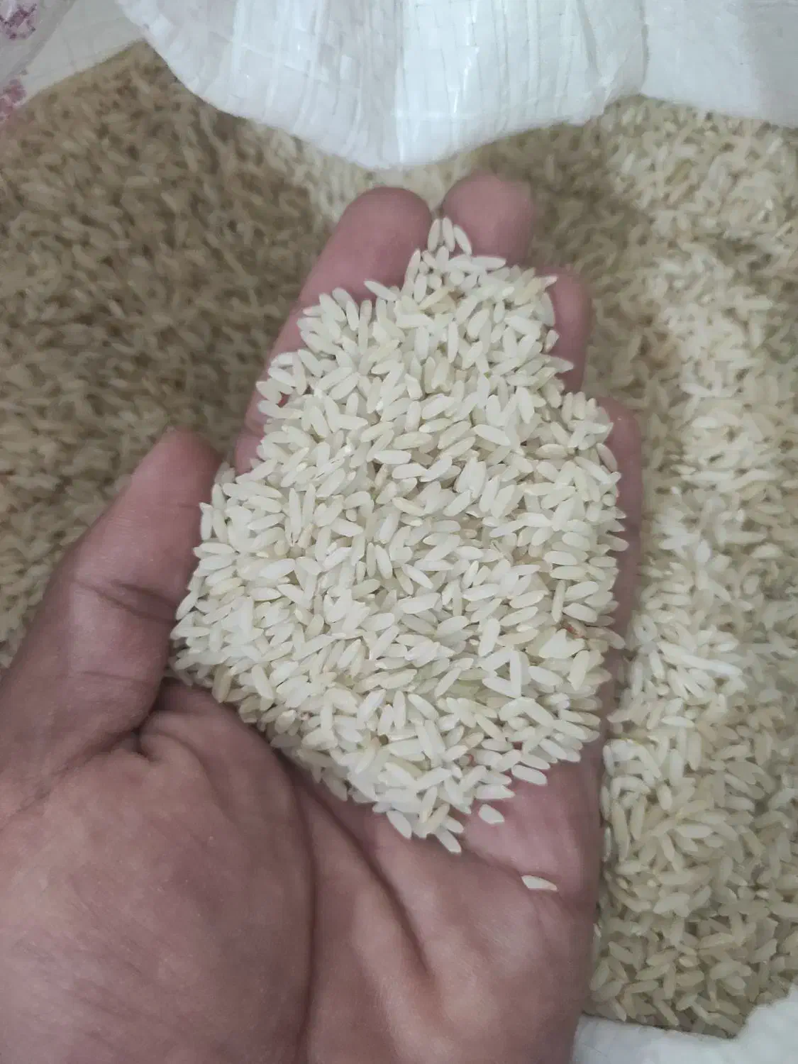 برنج عنبربو شیروان|خوردنی و آشامیدنی|سیروان, |دیوار