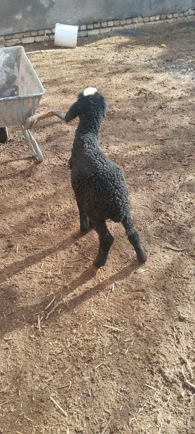 بره شیری ماده|حیوانات مزرعه|خرمدشت, |دیوار