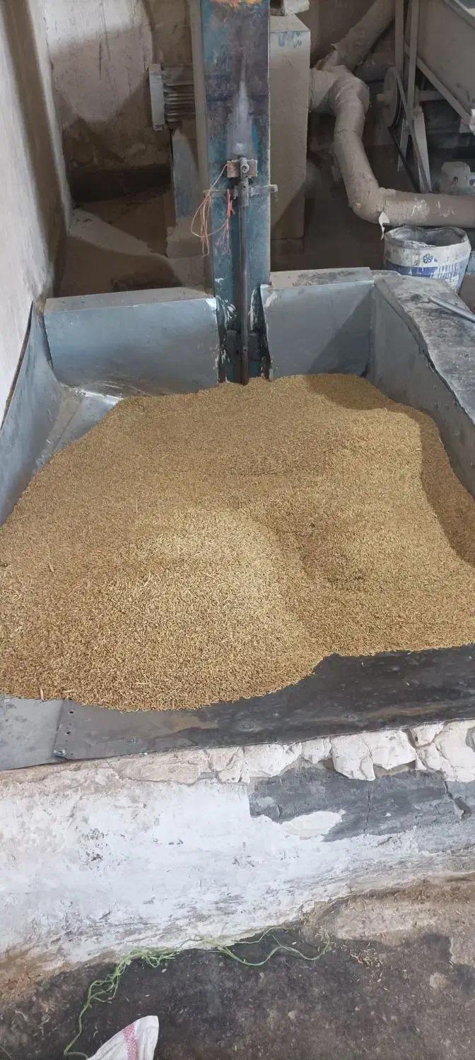 برنج چمپای درجه یک محلی|خوردنی و آشامیدنی|رامهرمز, |دیوار