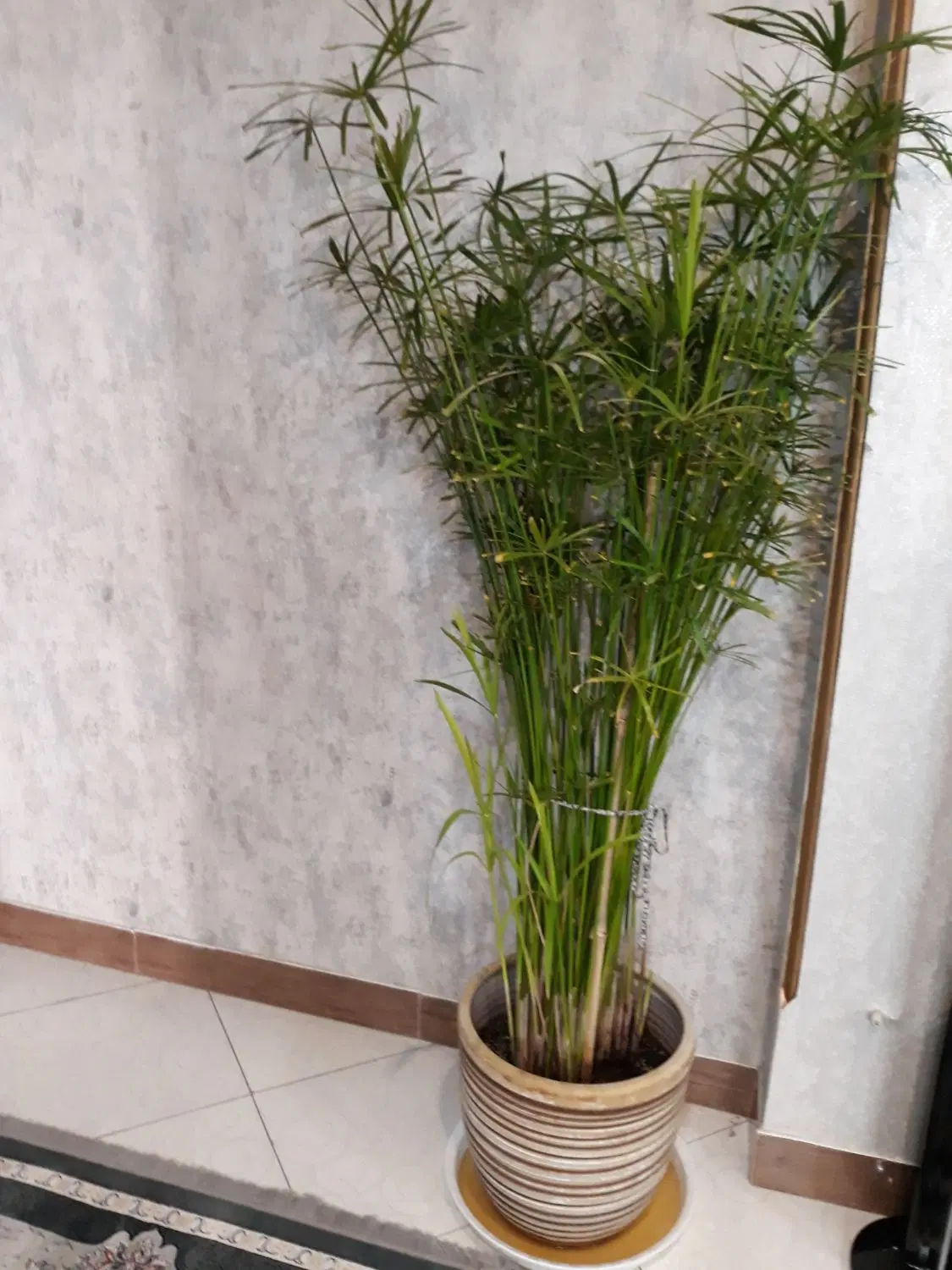 نخل مرداب|گل و گیاه طبیعی|تهران, حمزهآباد|دیوار