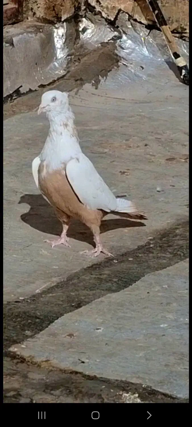 ۴تا‌کبوتر دمبی سیاه زرد قهوه ای|پرنده|تاکستان, |دیوار