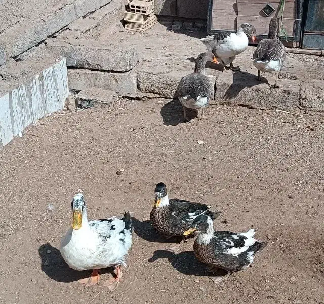 غازو اردک|حیوانات مزرعه|آبادان, |دیوار