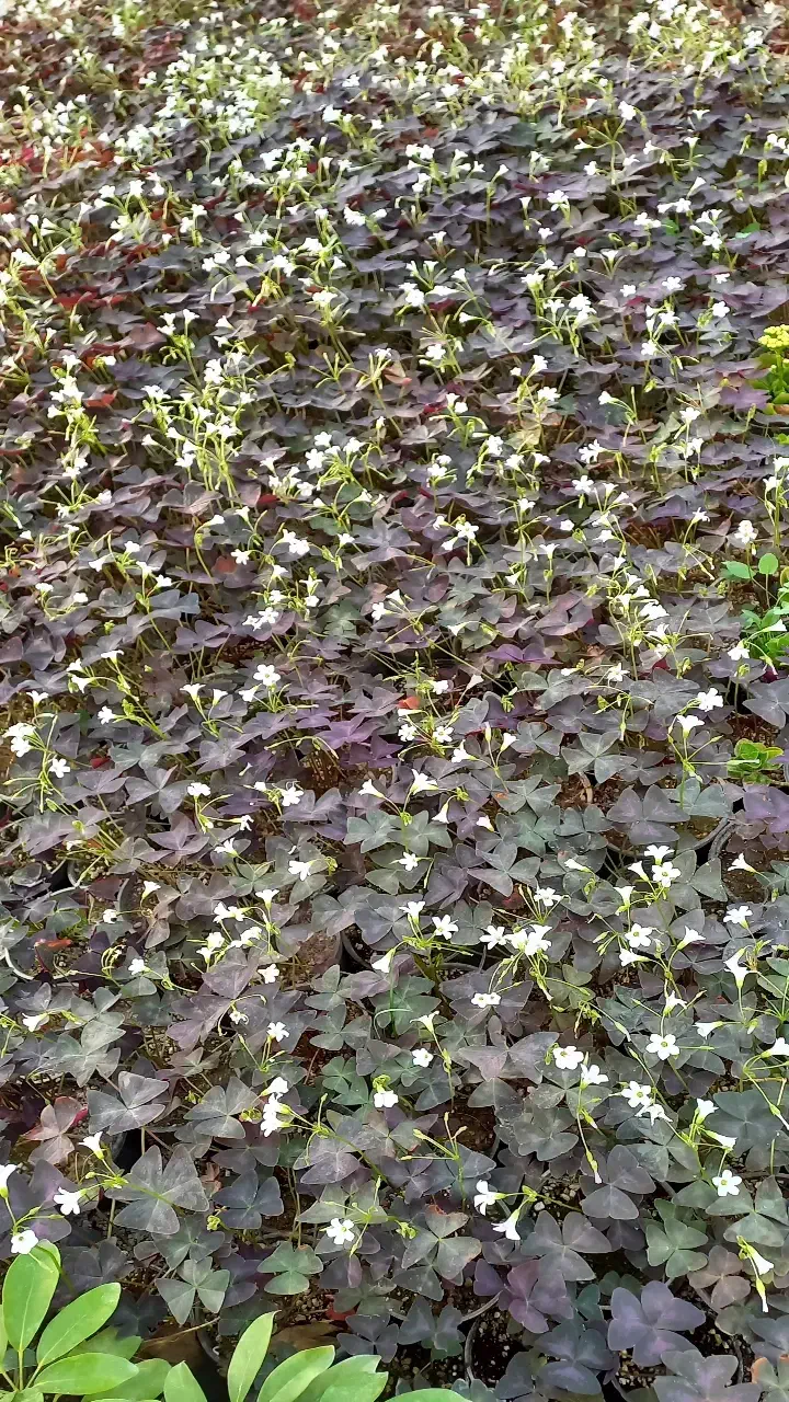 فروش پیازچه گیاه اگزالیس|گل و گیاه طبیعی|محلات, |دیوار