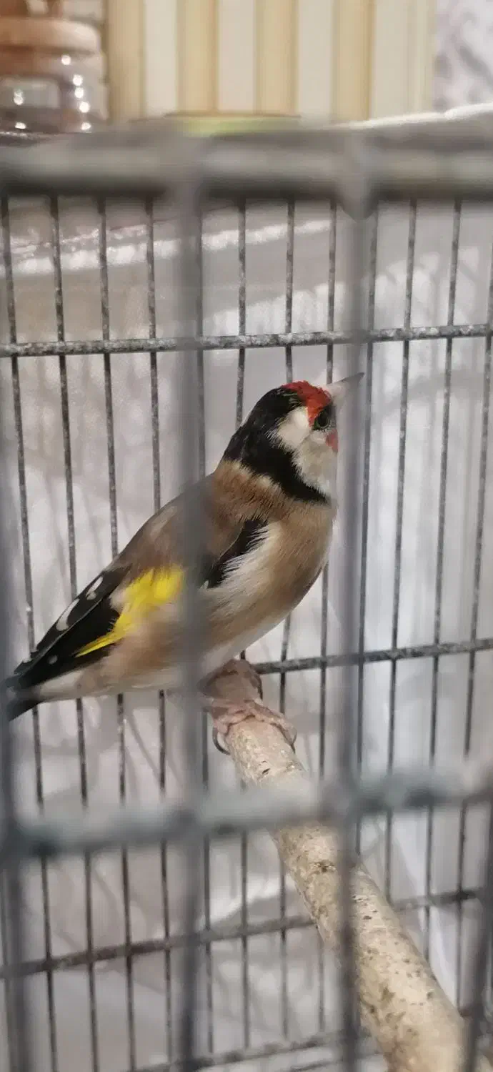 سهره نر|پرنده|فردیس, فردیس|دیوار