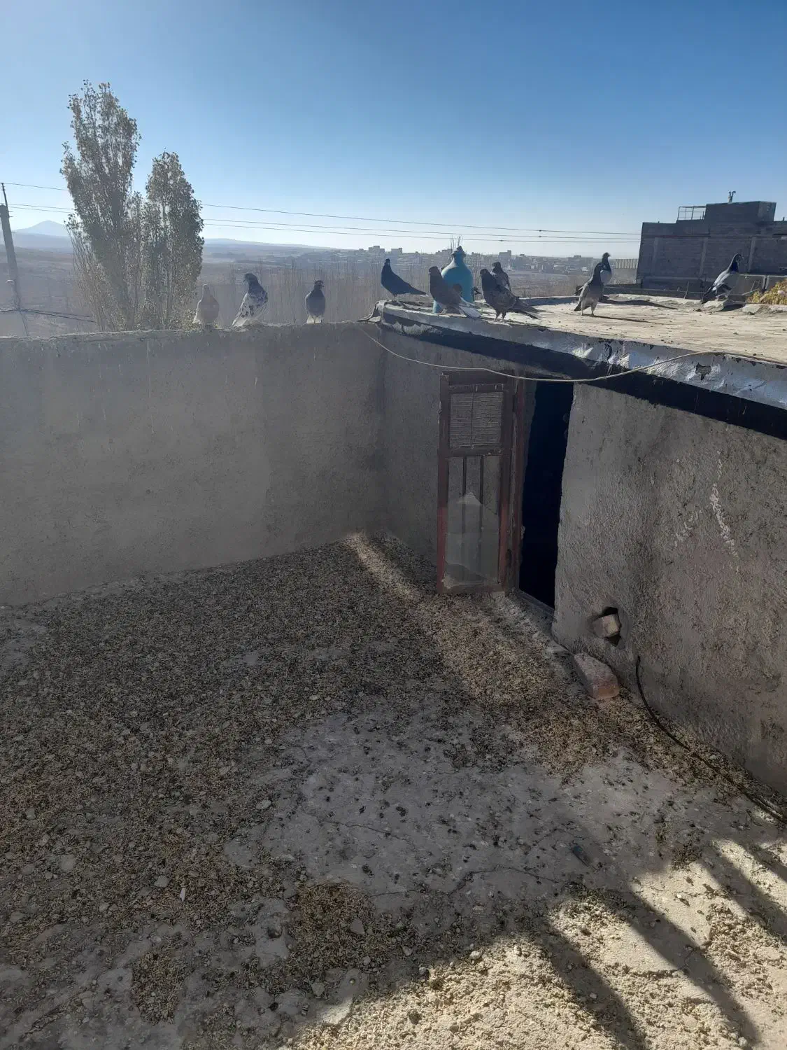 کبوتر|پرنده|قروه, |دیوار