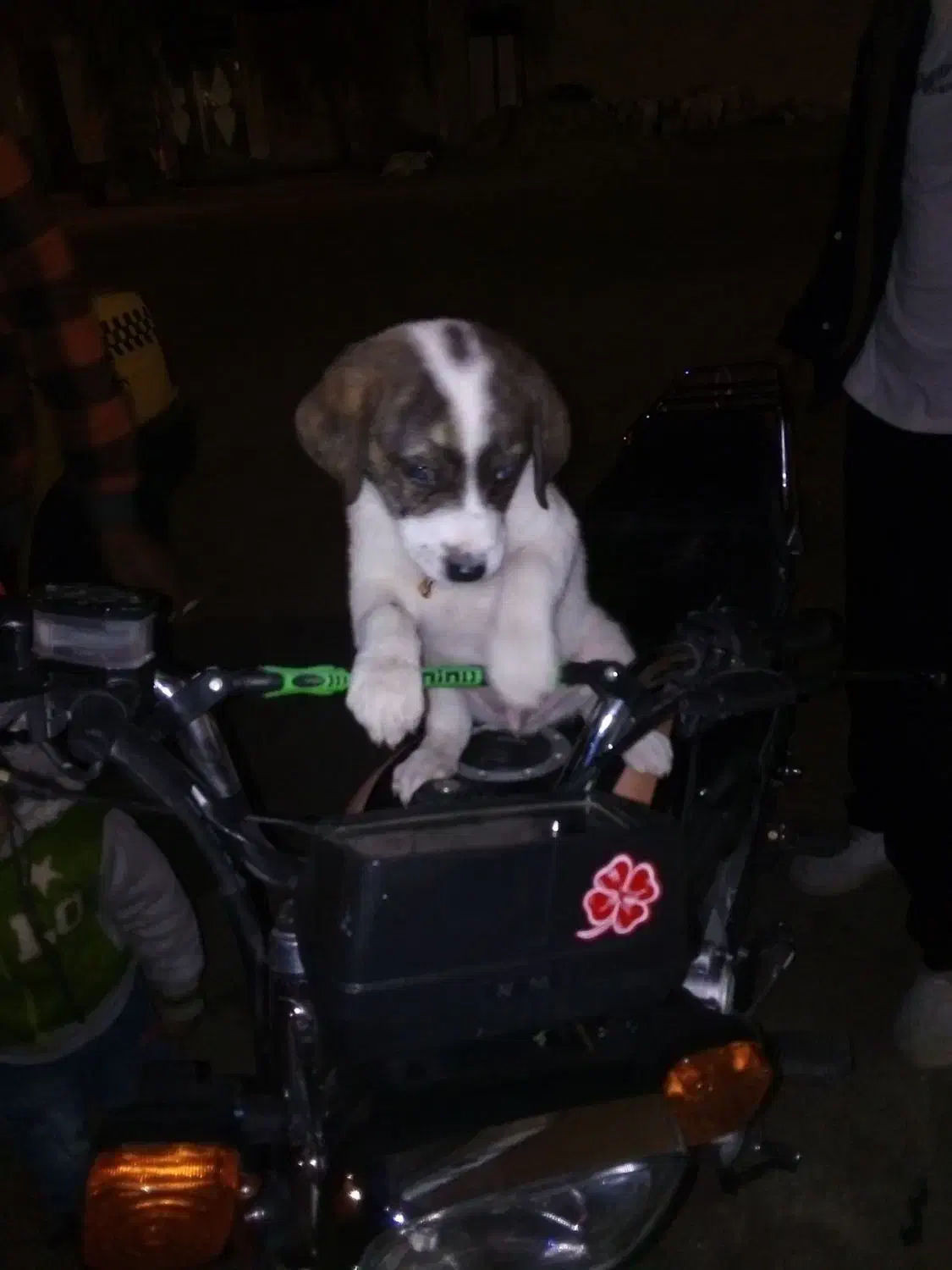 حیوان کالا نیست|سگ|سمنان, |دیوار