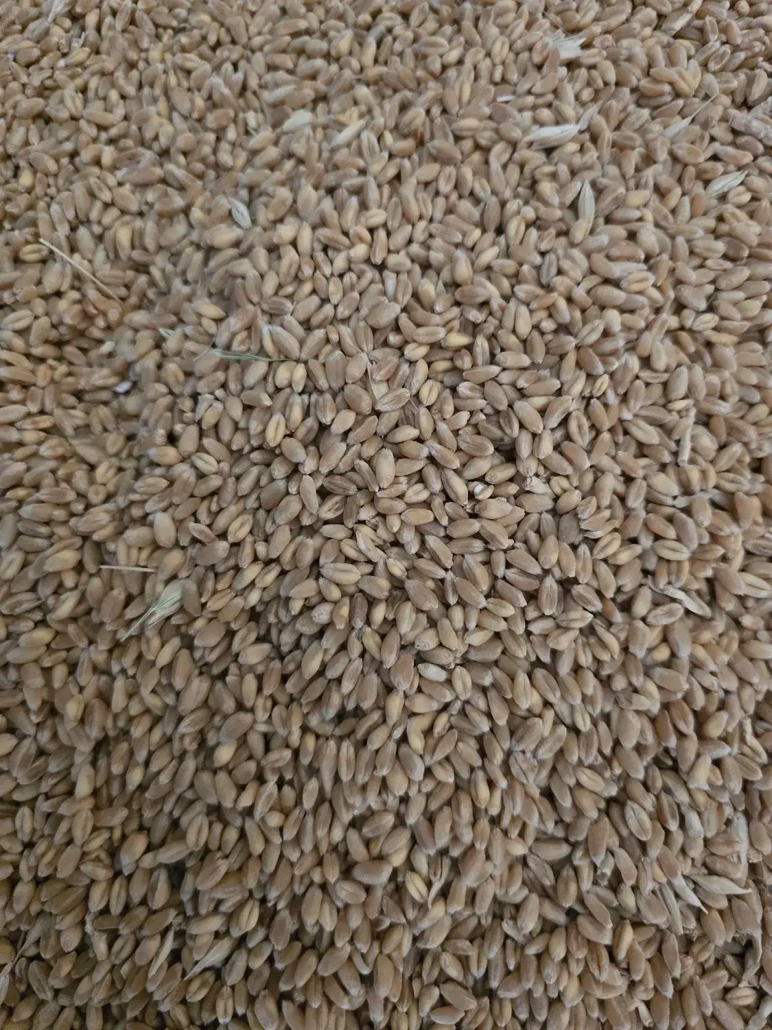 بذر گندم آبی پیشگام اصلاح شده و بسیار تمیز|عمده‌فروشی|تویسرکان, |دیوار