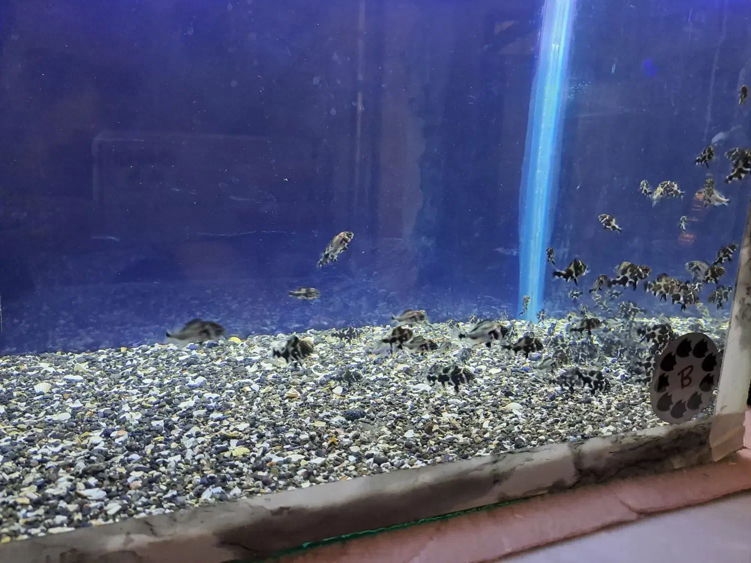 جوجه اسکار تعداد ..دورود|ماهی|بروجرد, |دیوار