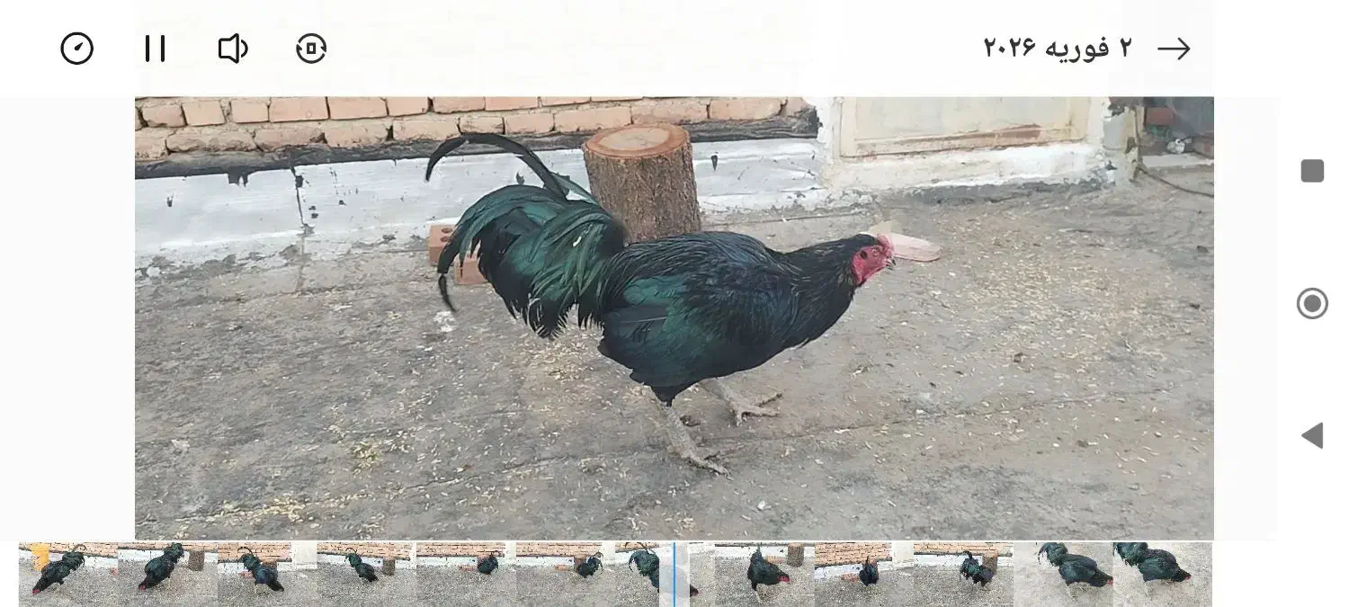 خروس سیاه|حیوانات مزرعه|نقده, |دیوار